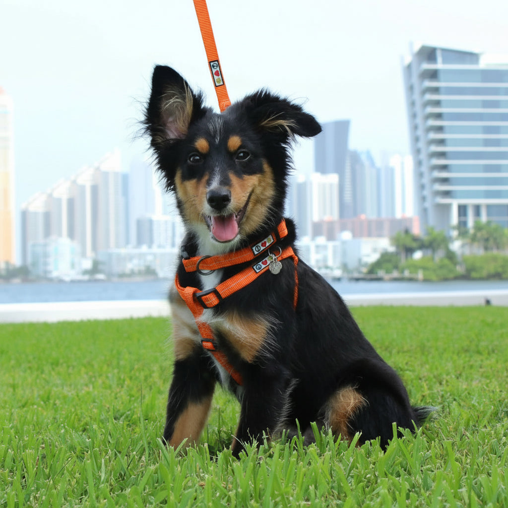Recycled Dog Collar with Reflective Puppy Collar Small Coral