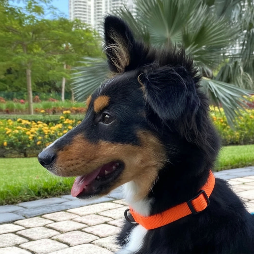 Recycled Dog Collar with Reflective Puppy Collar Small Coral