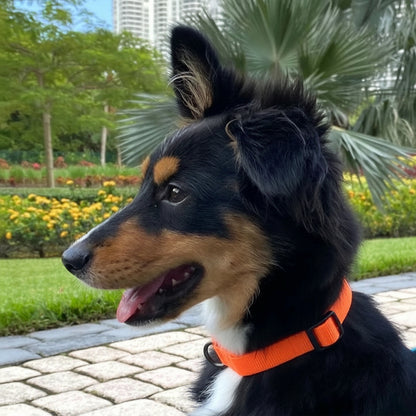 Recycled Dog Collar with Reflective Puppy Collar Small Coral